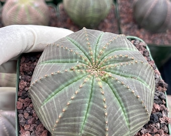 Euphorbia Obesa – Baseball Cactus, Rare Succulent, Live Plant, Unique Cactus Plant, Easy Care Indoor Plant, Succulent Gift