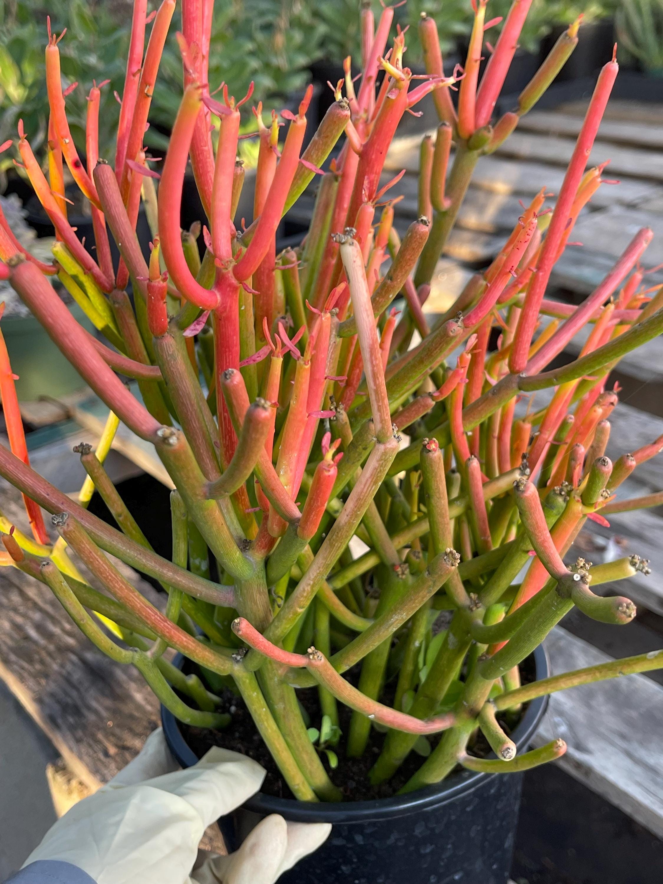 Fire Stick Cutting | Live Succulent | Pencil Cactus Live Succulent,  Colorful Plant for Outdoor Collection - Etsy