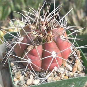 Gymnocalycium Saglionis | Cactus Succulent Plant Colorful Cactus Plant Easy Care Cactus Low Maintenance Cactus Rare Plant