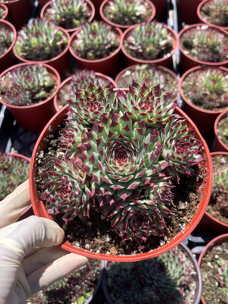 MeDeeCo Hens and Chicks Sempervivum Plant - Thumbnail 4
