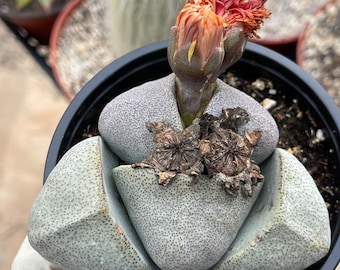 Pleiospilos Nelii | Split Rock | Rare Succulent, Live Plant, Unique  Houseplant, Easy Care Indoor Plant, Succulent Gift - Etsy