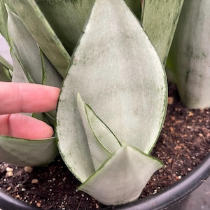Sansevieria Moonshine | Snake Plant | Compact Succulent Rare Sansevieria Live Plant for Home Decor Succulent Garden Landscaping Plant Design