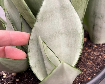 Sansevieria Moonshine | Snake Plant | Compact Succulent Rare Sansevieria Live Plant for Home Decor Succulent Garden Landscaping Plant Design