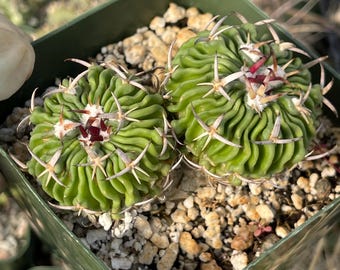 Assorted Cactus, Cactus Mix 1/3/5/7/9 - Etsy