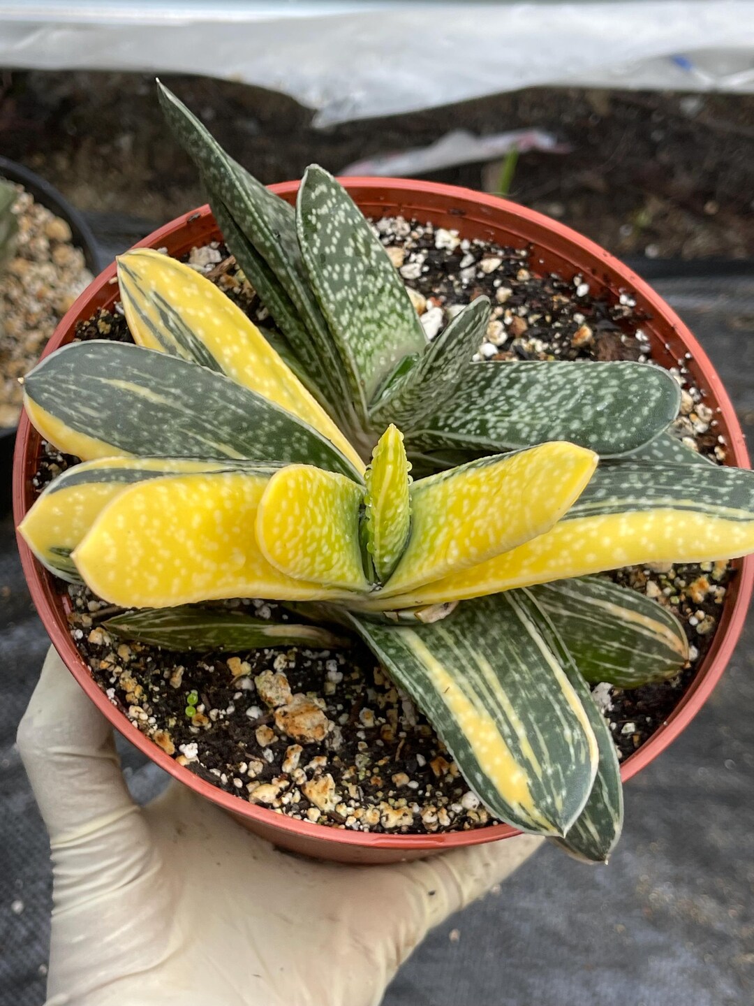 Gasteria Variegated Gasteria | Rare Succulent Plant Live Indoor Plant Easy Care ...