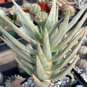 3.5” Aloe Dichotoma | Live Succulent Live Plant Unique Succulent Easy Care Cactus Compact Succulent Rare Plant for Plant Collector