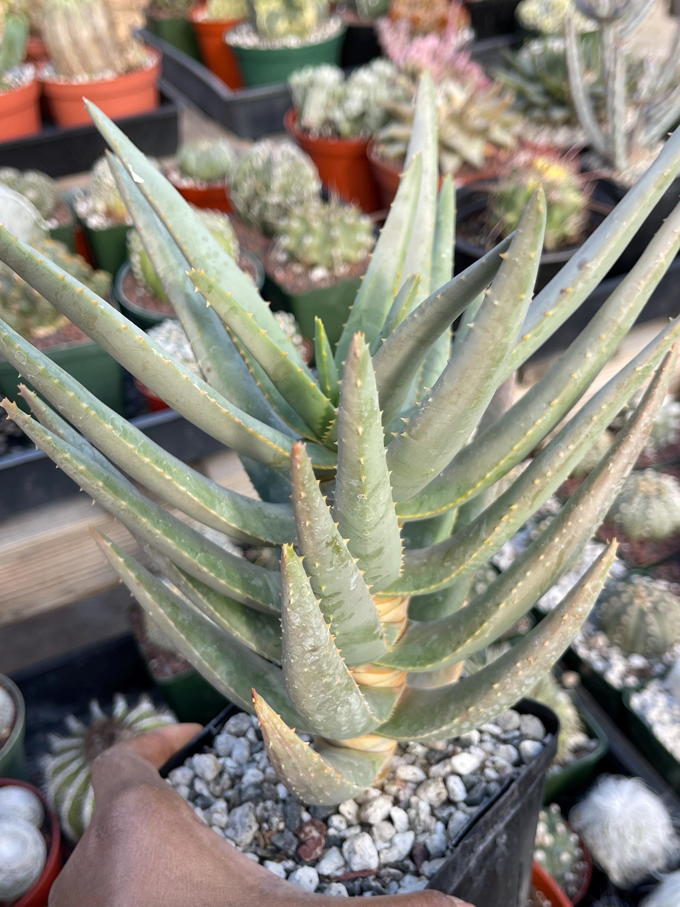 Aloe Polyphylla Rare Succulent Plant - Etsy