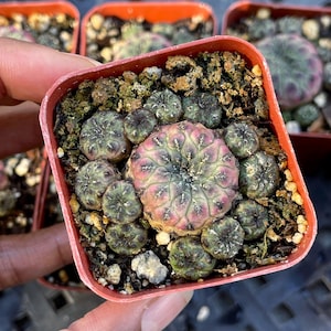 Sulcorebutia Rauschii Violacidermis, Purple  Cactus, Cactus Cluster, Rare plant
