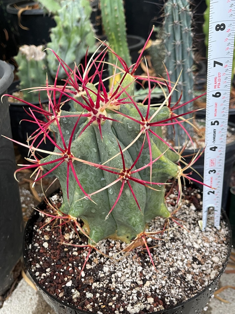 Ferocactus Emoryi Live Red Spines Cactus Plant - Thumbnail 4