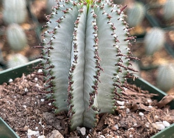 Euphorbia Polygona Snowflake | Live Euphorbia | Rare plant