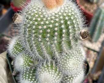 Parodia Scopa Silver Ball Cluster | Live Cactus | Cactus Plant Outdoor Cactus, White Cactus Cluster, Easy Care Cactus Desert Cactus Plant