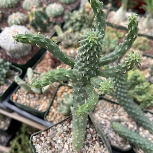 Euphorbia Inermis | Liveplants | Rare Plant | Live Euphorbia