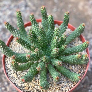 Euphorbia Flanaganii | Euphorbia Medusa | Live Plant | Live Succulent