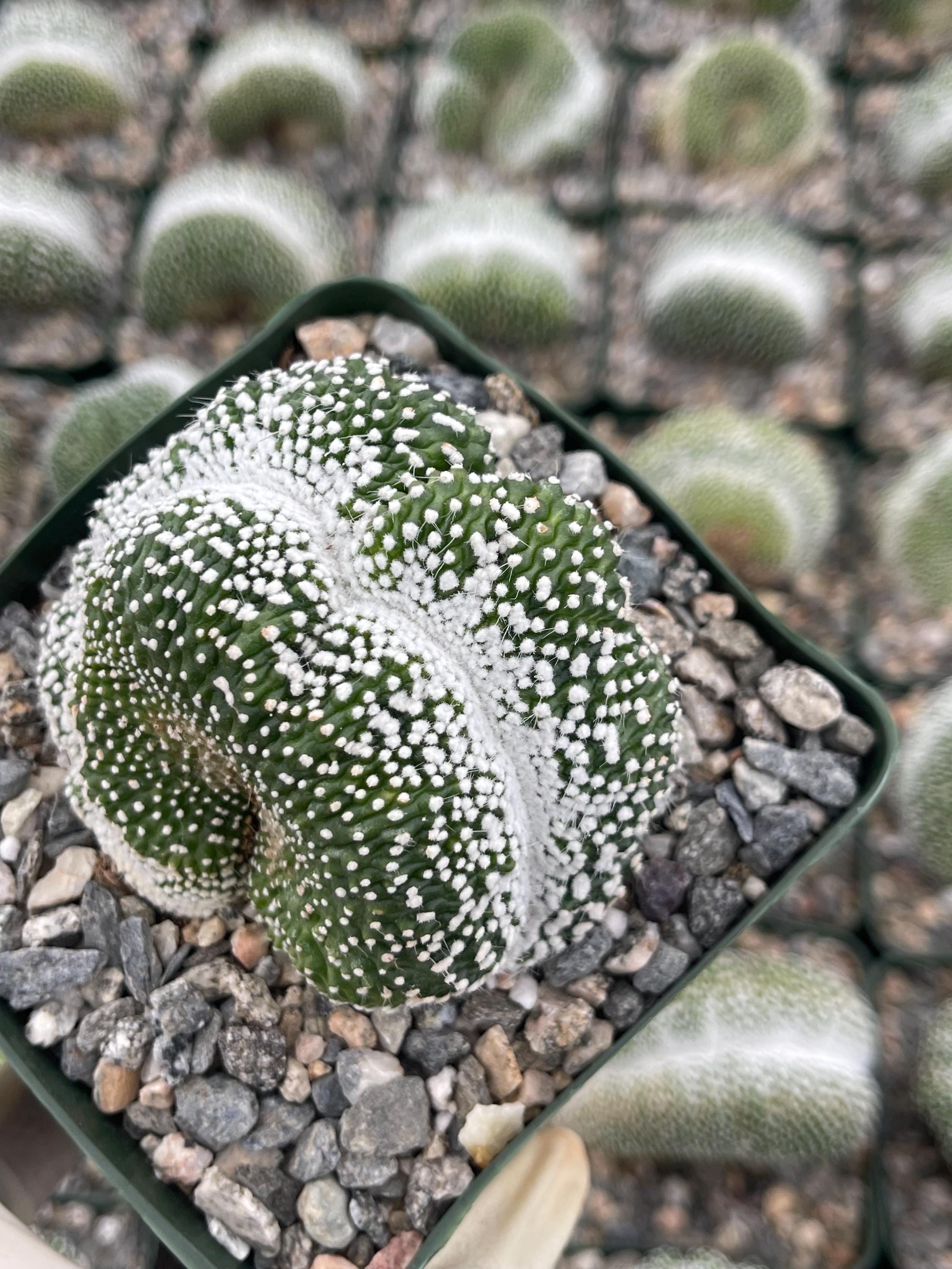 Notocactus Scopa Inermis Crested Grafted | Rare Cactus | Graft