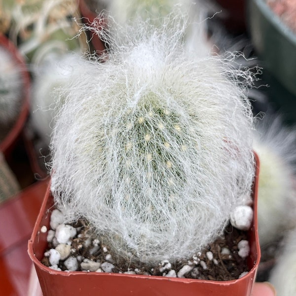 2” Old Man Cactus | Live Cactus | Live Plant