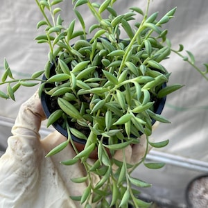 String of Bananas | Trailing Live Succulent for Indoor Garden