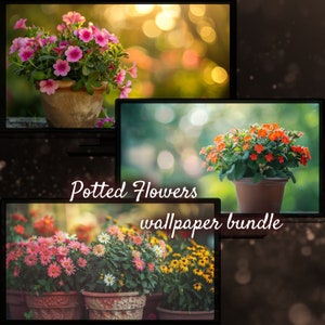 May include: A collection of potted flowers in various colors, including pink, orange, and yellow. The flowers are in terracotta pots and are arranged in a collage of three images. The text "Potted Flowers wallpaper bundle" is displayed in the center of the collage.