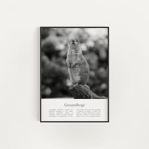 Groundhog Print, Printable Groundhog Wall Art, Infographic Groundhog Poster, Black and White Groundhog Photo, Digital Download Wall Art