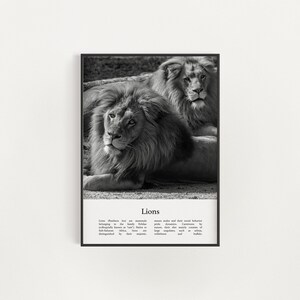 Lion Print, Printable Lion Wall Art, Infographic Lion Poster, Black and White Lion Photo, Digital Download Lions Wall Art Decor, Lions Print