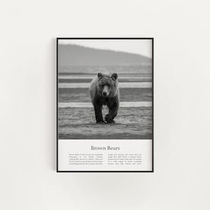 Brown Bear Print, Printable Brown Bear Wall Art, Infographic Brown Bear Poster, Black and White Brown Bear Photo, Digital Download Prints
