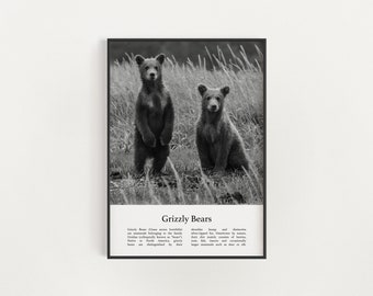 Grizzly Bear Print, Printable Grizzly Bear Wall Art, Infographic Grizzly Bear Poster, Black and White Grizzly Bear Photo, Digital Download