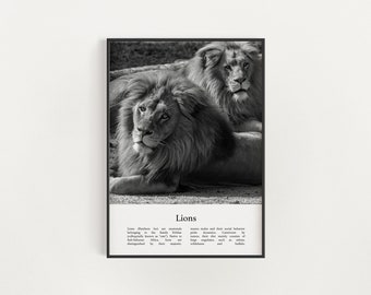 Lion Print, Printable Lion Wall Art, Infographic Lion Poster, Black and White Lion Photo, Digital Download Lions Wall Art Decor, Lions Print