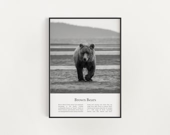 Brown Bear Print, Printable Brown Bear Wall Art, Infographic Brown Bear Poster, Black and White Brown Bear Photo, Digital Download Prints