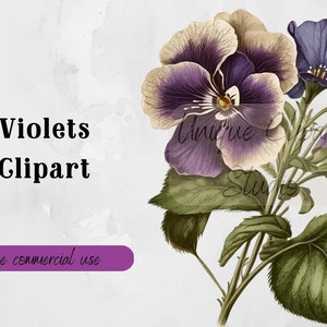 Clipart de violetas vintage | PNG Download Instantâneo Uso Comercial Gratuito | Perfeito para arte de parede, scrapbooking e muito mais