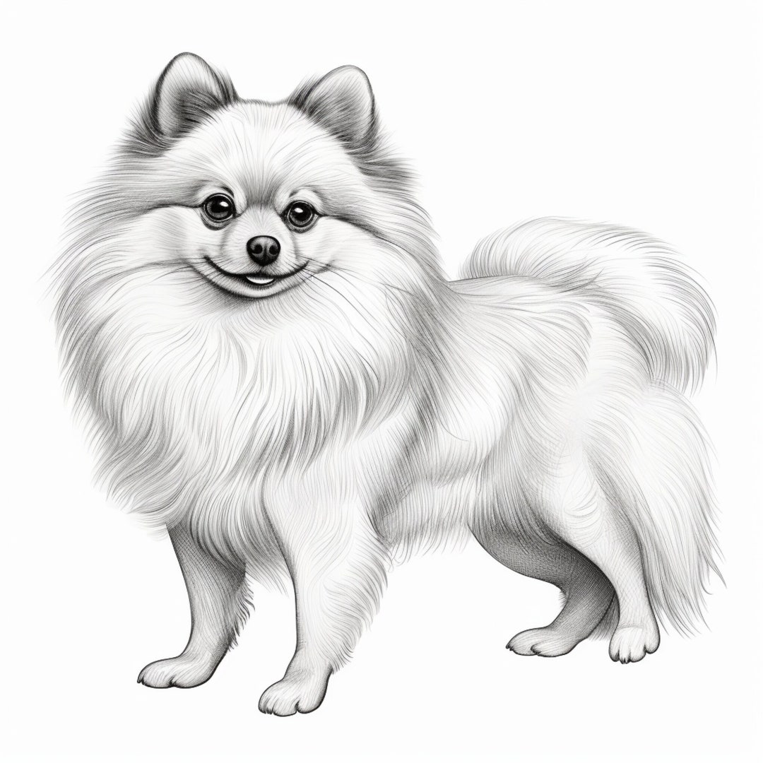 Pomeranian Printable Coloring Page Instant Download - Etsy