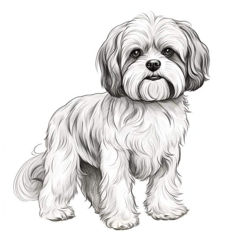 Shih Tzu, Dog Coloring Page, Printable Coloring Page, Coloring for ...
