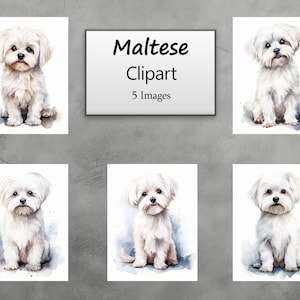 Maltese | Dog | Clipart | Watercolor | Watercolor Clipart | Pet Portrait | Digital Prints | PNG | Instant Download | Commercial Use