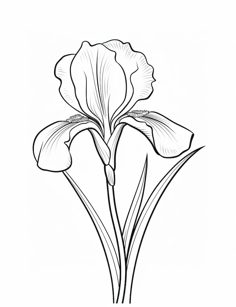 Iris, Flower Coloring Page, Flower Portrait, Printable Coloring Page
