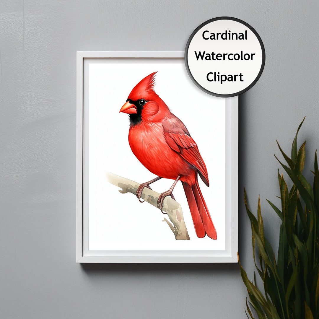Cardinal Watercolor Clipart, Transparent, Printable Art, Animal Clipart ...