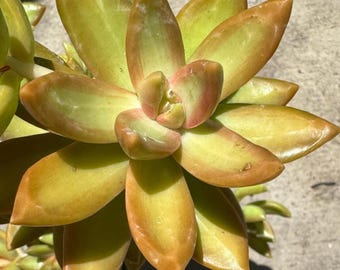 Coppertone  Stonecrop - Sedum Nussbaumerianum - 1 gallon - large size