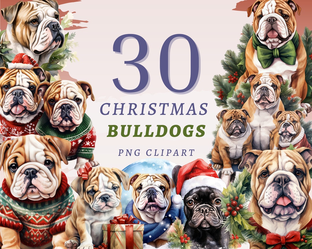 30 Christmas Bulldogs Clipart, High Quality Transparent Pngs, Instant
