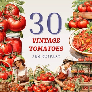 30 cliparts tomates vintage, PNG transparents de haute qualité, téléchargement immédiat, usage commercial - imprimables légumes rouges, impression de délicieux légumes