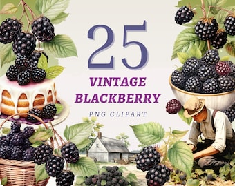 25 imágenes prediseñadas de moras vintage, PNG transparentes de alta calidad, descarga instantánea, uso comercial: impresiones de alimentos saludables, gráficos de frutos silvestres