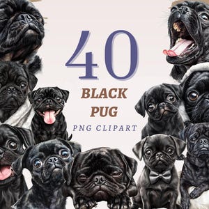 40 Black Pug Clipart, High Quality Transparent PNGs, Instant Download, Commercial Use - Adorable Pet Illustration, Sleepy Cute Dogs Artwork