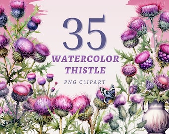 35 Watercolor Thistle  Clipart, High Quality Transparent PNGs, Instant Download, Commercial Use - Garden Printables, Thistles Floral Designs