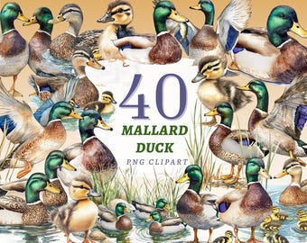 40 Stockenten Enten-Clipart-Set, Wasservögel Illustrationen, klassische Vögel PNG Kunstwerke