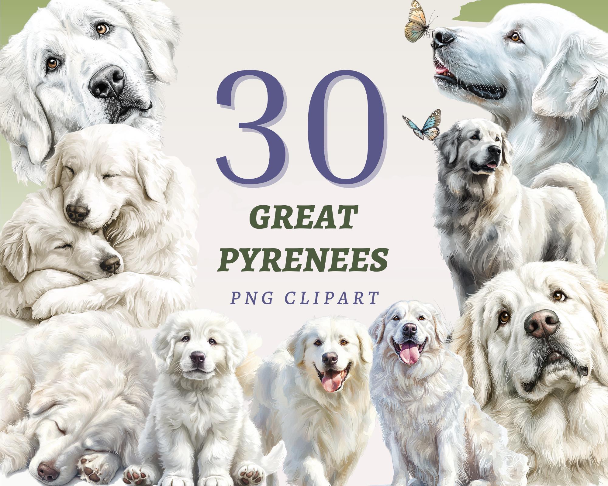 Guardian Dog Italian Sheepdog For Sale Buy Livestock Guardian Online In  India India