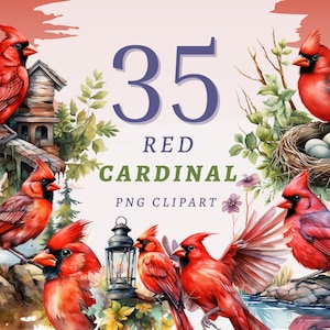 35 rote Kardinal Clipart, hochwertige transparente PNGs, sofortiger Download, kommerzielle Nutzung - Winter Cardinal png, Christmas Bird Bundle