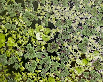 MIX giant duck / Duckweed /  azolla / Spirodela polyrhiza Mosquito ferns, Lemna Minor , Live Aquarium/Aquatic/Floating/ Frogbit / salvinia