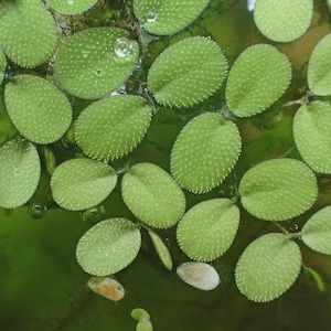 Sale! Water Spangles, Salvinia minima, Live Aquarium/Aquatic/Floating/Pond Plant/easy plant growth/ water cleaner/ purifier + free 3d print