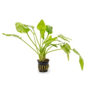 May include: A potted aquatic plant with vibrant green leaves. The plant features multiple stems and broad, textured leaves, set against a clean white background. The pot is dark with vertical lines.