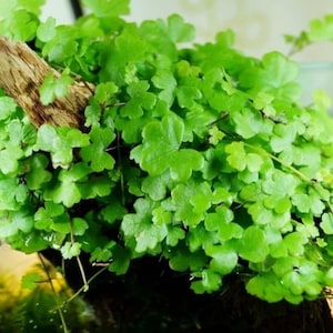May include: Close-up of a vibrant green plant with small, clover-shaped leaves. The plant is attached to a piece of wood. The leaves are a bright, healthy green, suggesting a thriving plant. The image highlights the plant's texture and form.