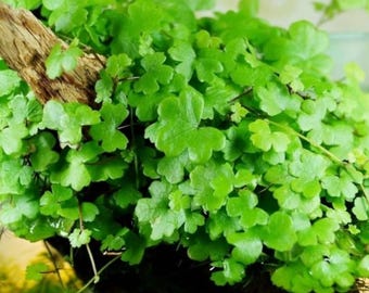 Dwarf PennyWort Japan (Hydrocotyle Tripartita) Pack Potted 2" Live Aquarium Aquatic Plants