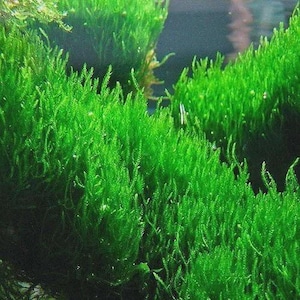 May include: Close-up of vibrant green aquatic plants, likely moss, with a dense, textured appearance. The plants have a lush, healthy look, with numerous small, needle-like leaves. The image showcases the natural beauty of aquatic flora.