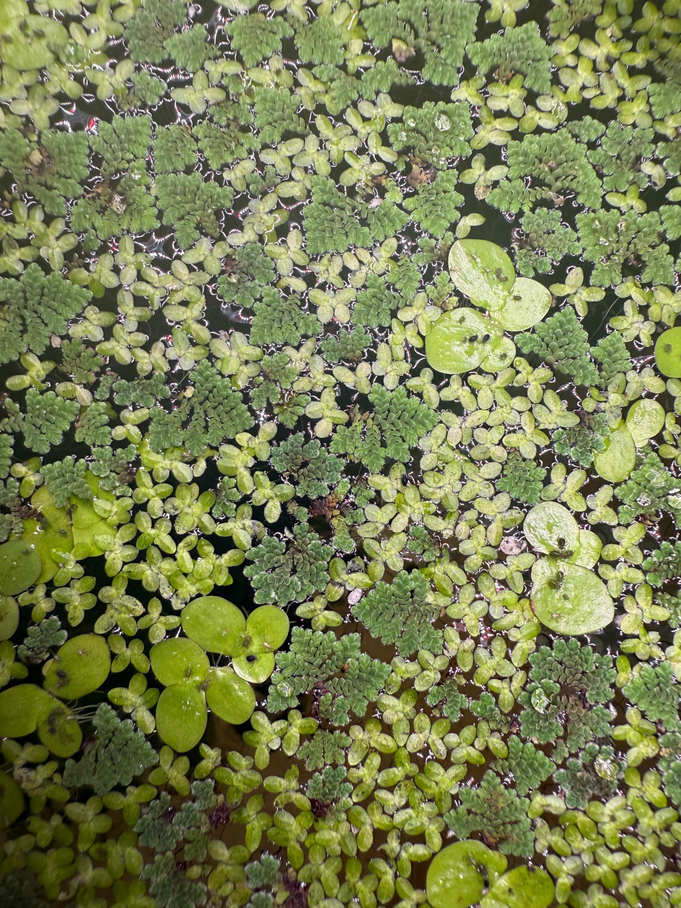 MIX Giant Duck / Duckweed / Azolla / Spirodela Polyrhiza Mosquito Ferns ...