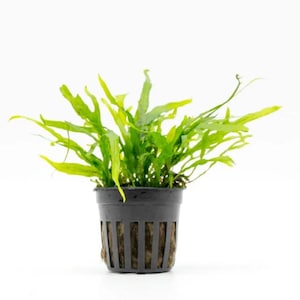 May include: A small, potted plant with vibrant green, fern-like leaves. The plant is in a black plastic pot with a grid-like design. The background is plain white, highlighting the plant's fresh appearance.